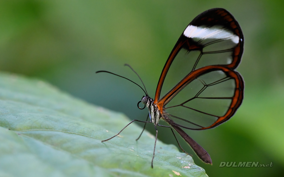 Glasswing Butterfly (Greta oto)